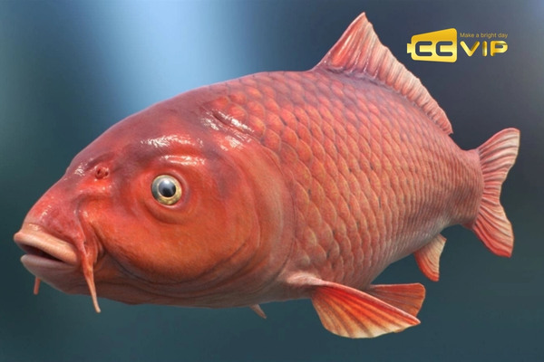 mơ thấy cá chép đánh con gì