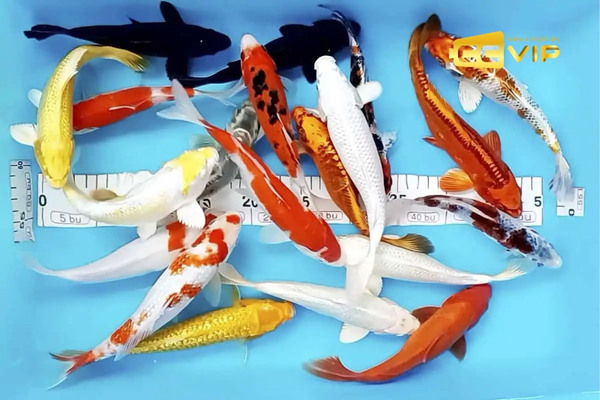 mơ thấy cá chép đánh con gì