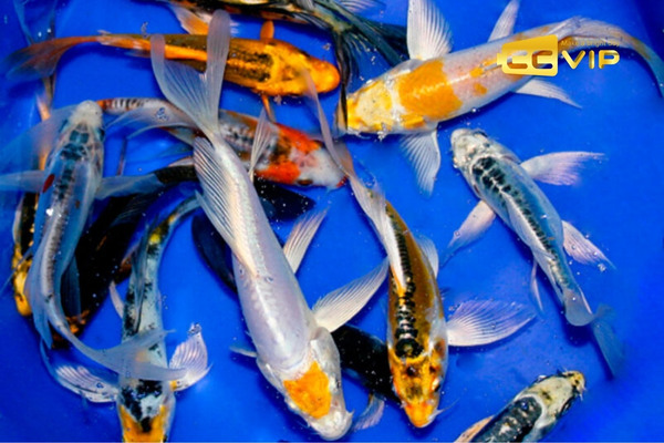 mơ thấy cá chép đánh con gì