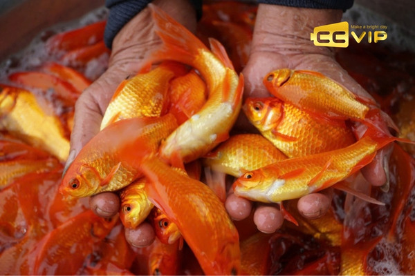 mơ thấy cá chép đánh con gì