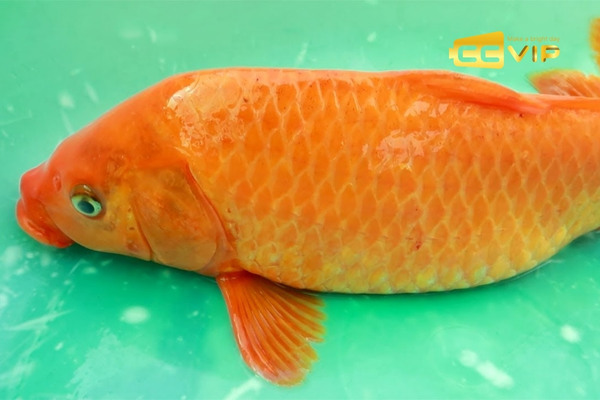 mơ thấy cá chép đánh con gì