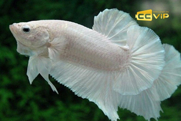 mơ thấy cá