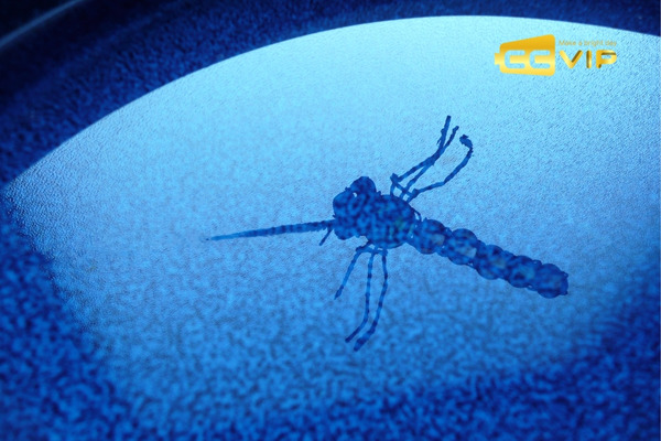 con muỗi số mấy