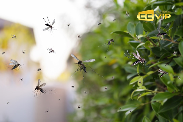 con muỗi số mấy