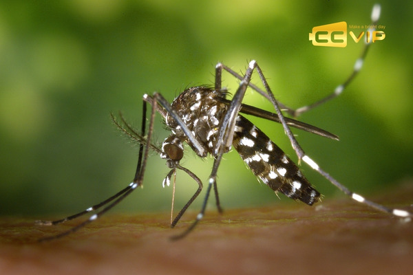 con muỗi số mấy