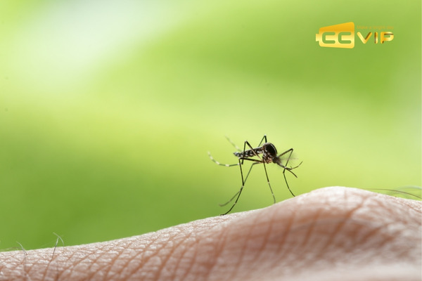 con muỗi số mấy