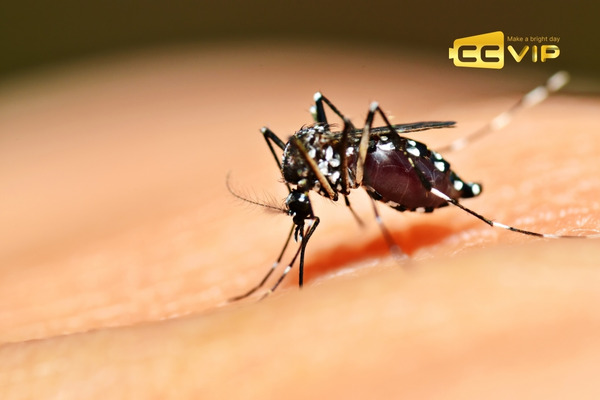 con muỗi số mấy