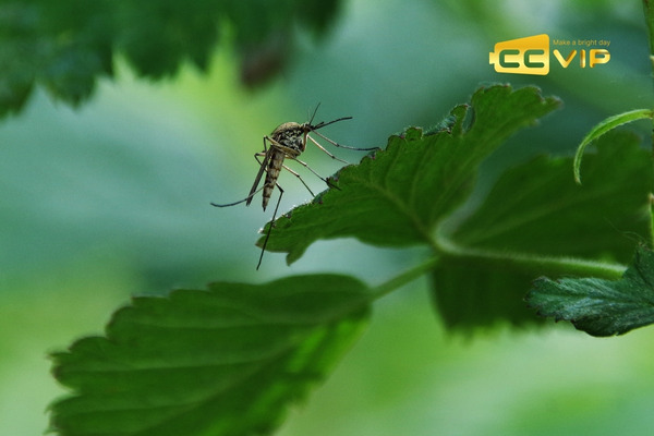 con muỗi số mấy