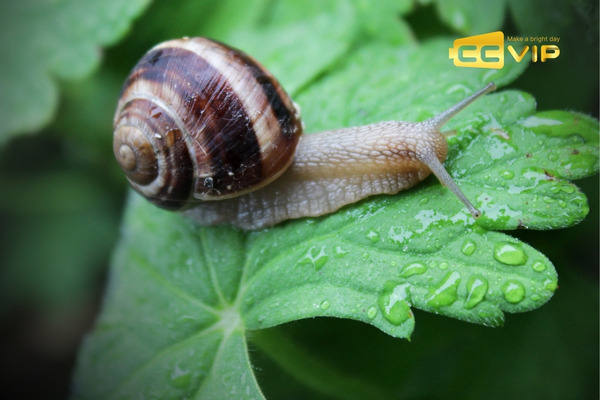 con ốc số mấy