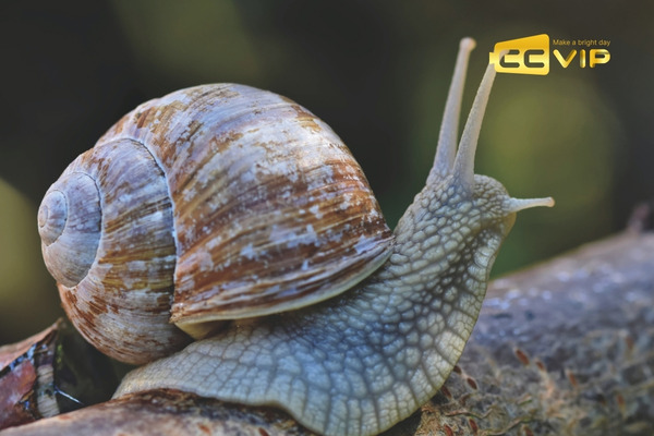 con ốc số mấy