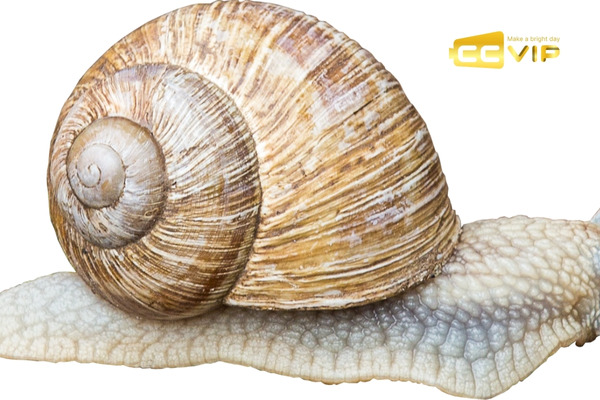 con ốc số mấy