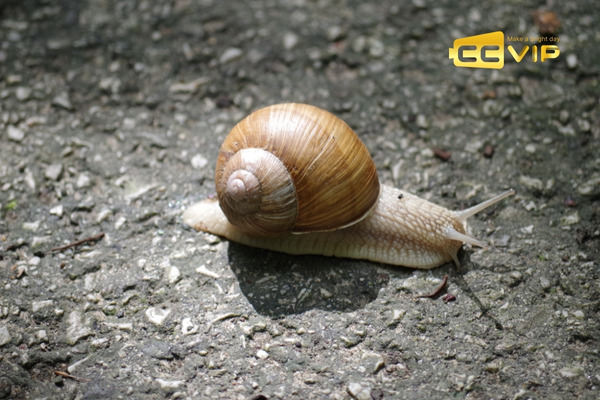 con ốc số mấy