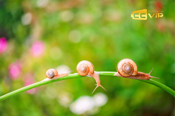 con ốc số mấy
