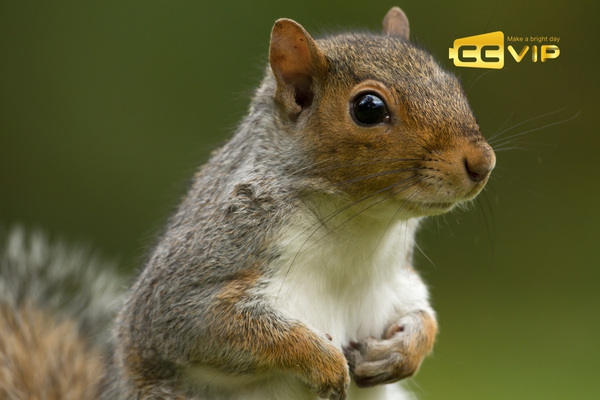 con sóc số mấy