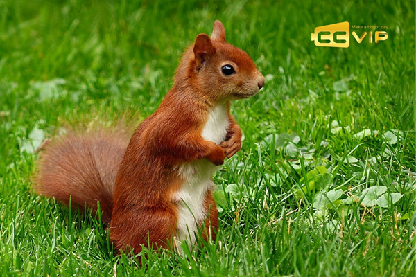 con sóc số mấy