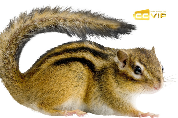 con sóc số mấy
