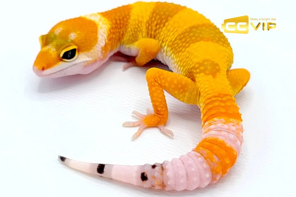 con thằn lằn số mấy
