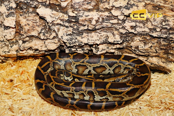 con trăn số mấy