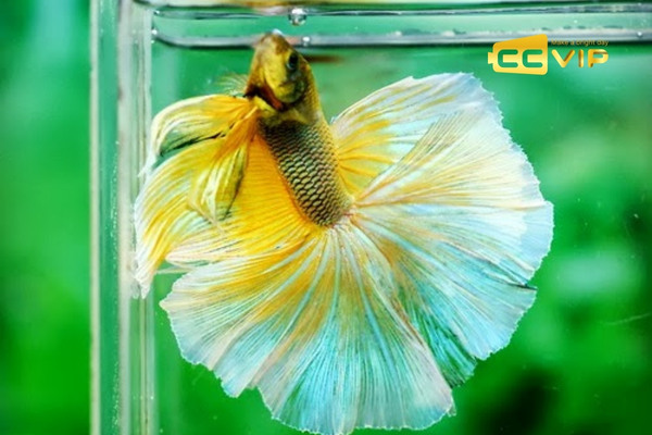 mơ thấy cá