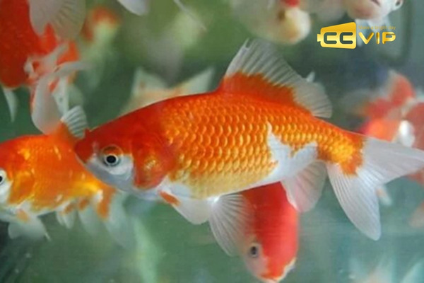 mơ thấy cá chép đánh con gì