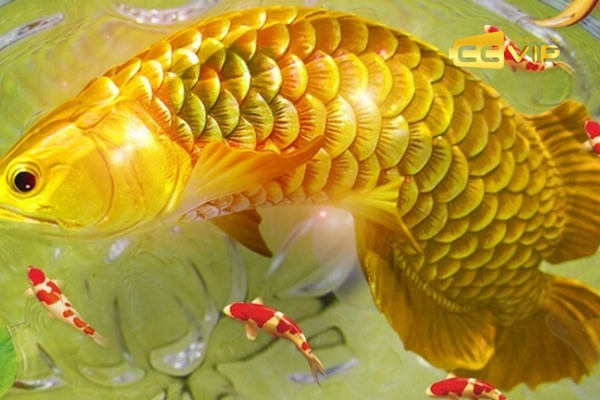 mơ thấy cá chép đánh con gì