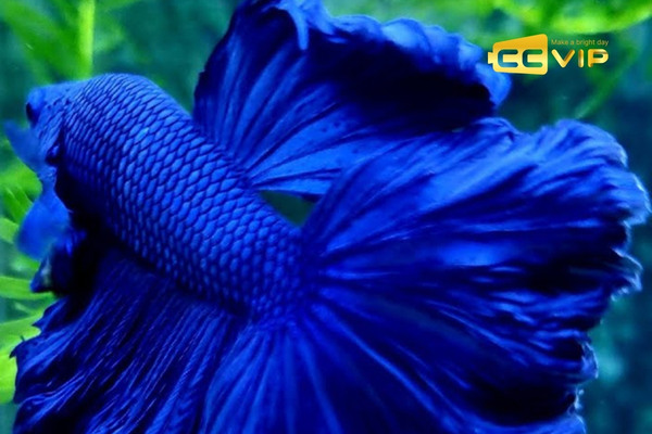 mơ thấy cá chép đánh con gì