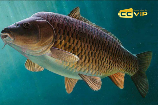 mơ thấy cá chép đánh con gì