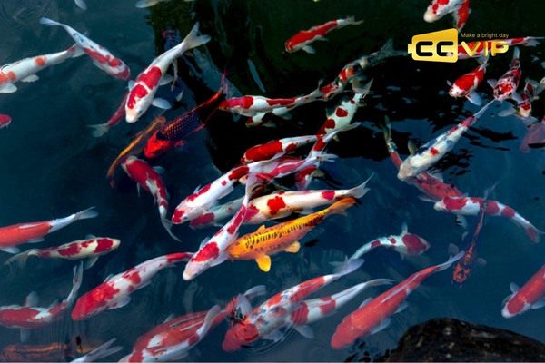 mơ thấy cá