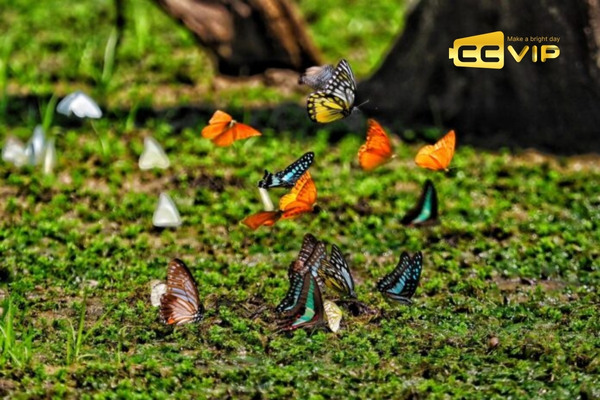 bướm bay vào nhà