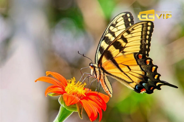bướm bay vào nhà