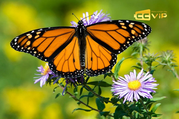 bướm bay vào nhà