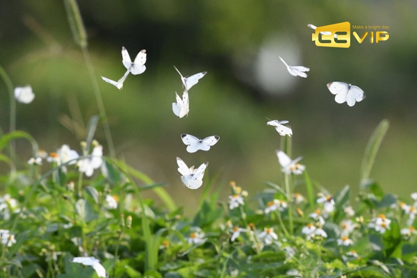 bướm bay vào nhà