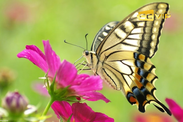 bướm bay vào nhà