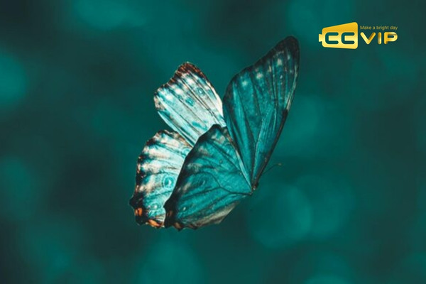 bướm bay vào nhà