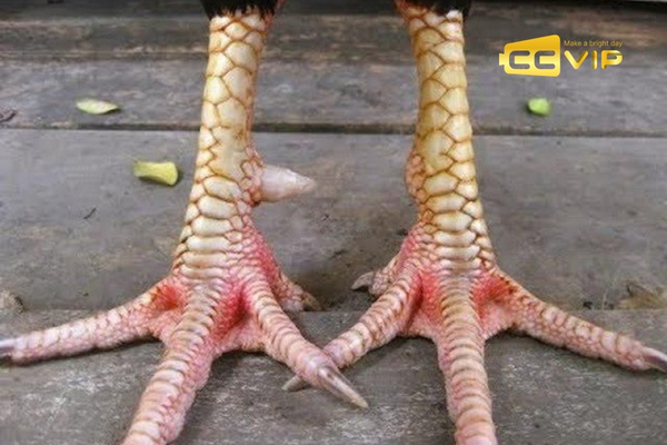 cách chọn gà chọi hay