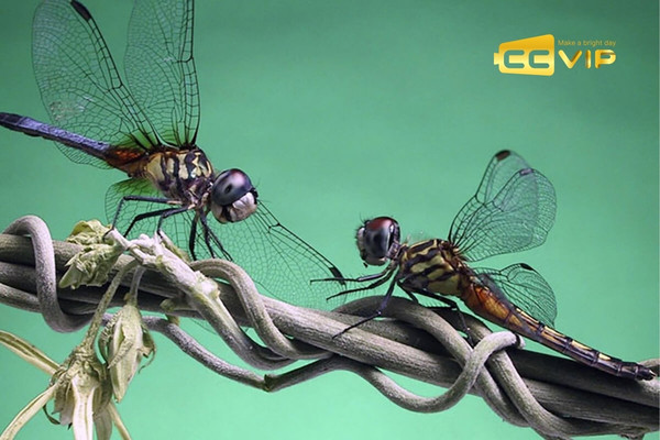 con chuồn chuồn số mấy
