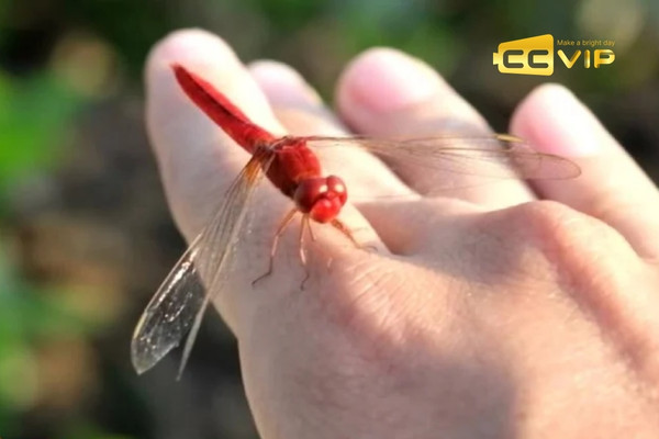 con chuồn chuồn số mấy
