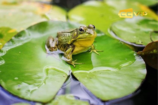 nằm mơ thấy ếch
