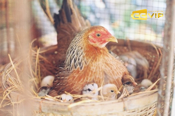nằm mơ thấy gà đánh số mấy