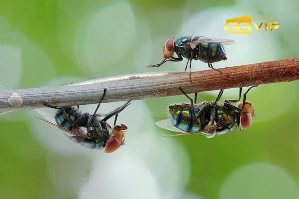 con ruồi số mấy