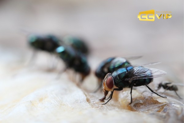 con ruồi số mấy