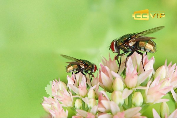 con ruồi số mấy