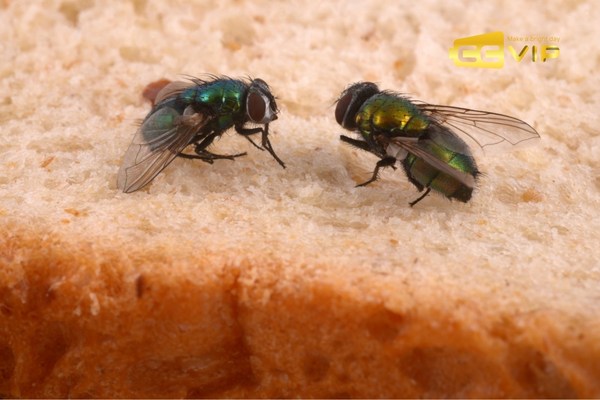 con ruồi số mấy
