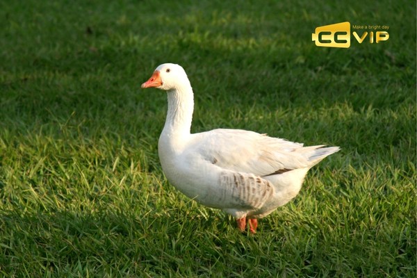 con vịt số mấy