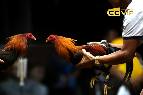 đá gà thomo là gì