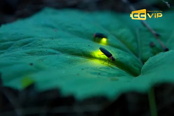 đom đóm bay vào nhà