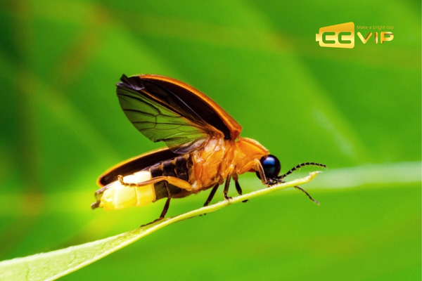 đom đóm bay vào nhà