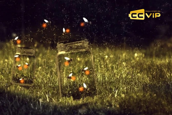 đom đóm bay vào nhà