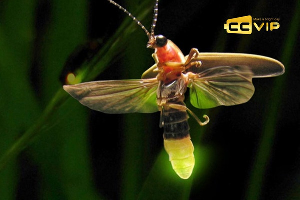 đom đóm bay vào nhà