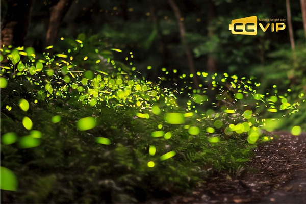 đom đóm bay vào nhà